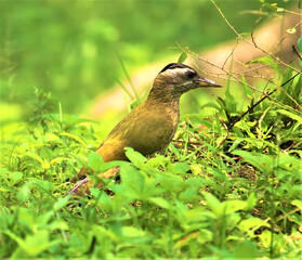 Small brown bird with striped head standing in lush green foliage