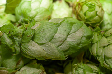 A detailed close up view of a pile of vibrant green hops