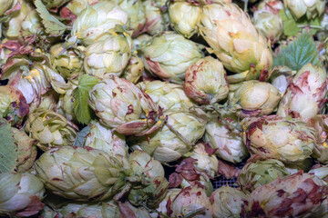 A detailed close up view of a pile of vibrant green hops