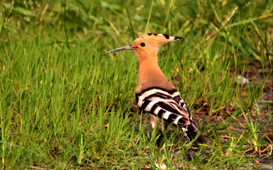 Hoopoe bird with distinctive crest standing in green grass