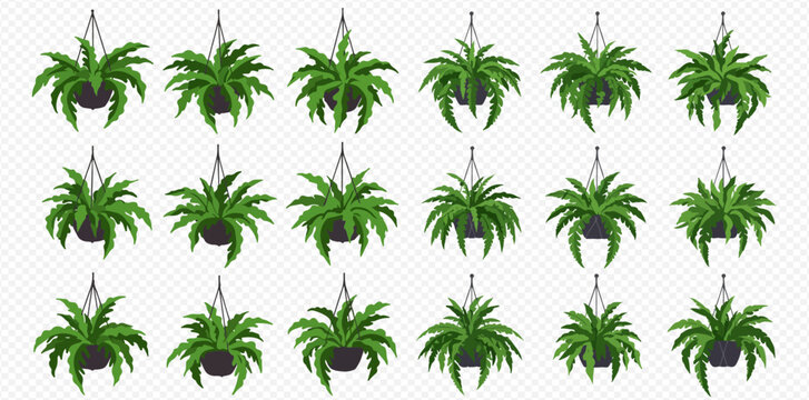 A collection of lush green fern plants in black hanging baskets, arranged in a grid pattern on a transparent background.