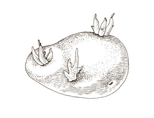 Old sprouted potato hand drawn vector