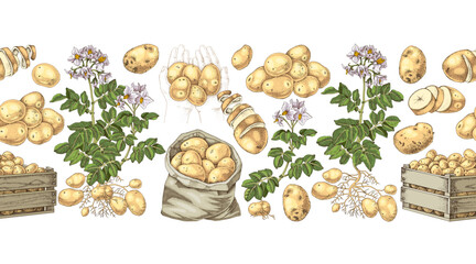 Potato sketched seamless border vector