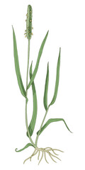 Creeping foxtail botanical illustration vector