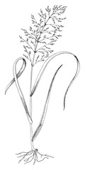 Forage grass for pasture and hay vector set