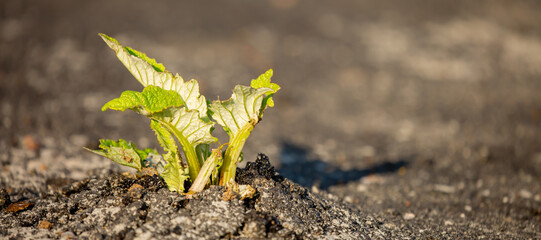 A plant sprout breaks through the asphalt. Strength and endurance in nature. The concept of business breakthrough, ideas and opportunities.