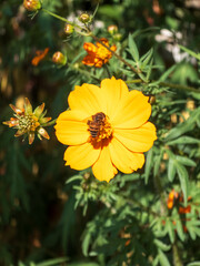Honeybee gathering nectar from vibrant orange cosmos flower in garden