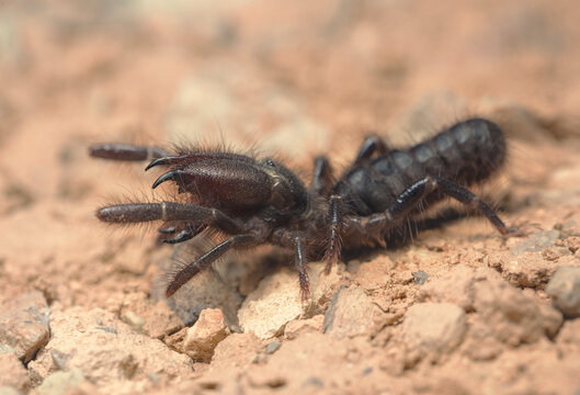 Close-up of a Black camel spider, Assa, Assa-Zag Province, Guelmim-Oued Noun, Morocco