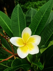 Obraz premium frangipani plumeria flower