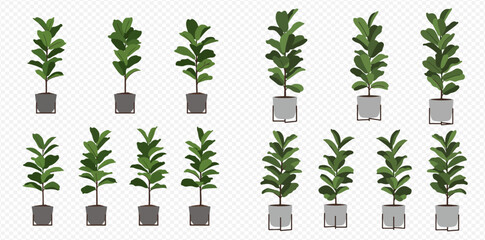 A collection of illustrated fiddle leaf fig trees in various sizes and pot styles on a transparent background.