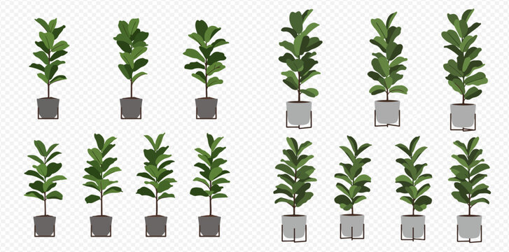 A collection of illustrated fiddle leaf fig trees in various sizes and pot styles on a transparent background.