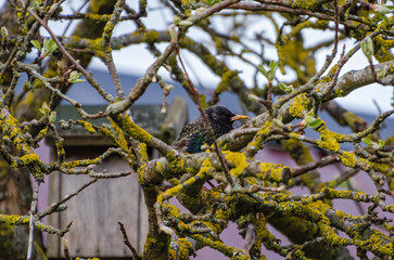 Singing starling bird perched on green tree branch under clear blue sky. starling singing on top branch, low angle view, sunny day, peaceful mood, natural setting, concept of wildlife, freedom,
