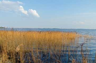Golden reeds growing in calm blue lake water under bright sky. Serene landscape with reeds by lake, low angle view, natural mood, clear horizon, concept of tranquility, nature, ecology, relaxation 