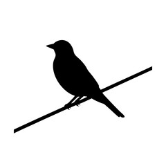 Bird Perching on Wire – Urban Wildlife Moment