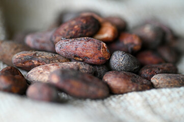 カカオ豆のクローズアップ