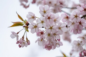 Delicate pink cherry blossoms bloom on a branch against a soft white sky sakura flower