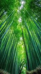 Lush green bamboo trunks in sunlight

