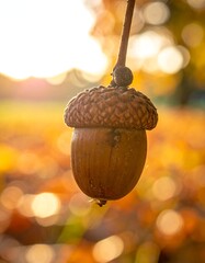 Acorn in autumn sunlight