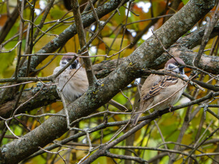 Two House Sparrows Perched on Tree Branches