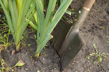 A shovel for digging up faded gladioli. Autumn work to preserve the bulbs.