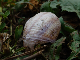 Empty Snail Shell Lying on Dark Forest Floor