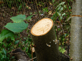 Freshly Cut Tree Stump Close-up in Summer Garden