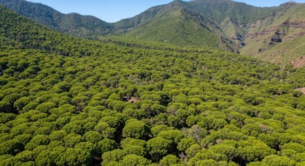Dense forest on mountain slopes