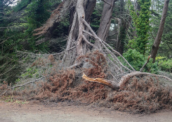 Fallen Cypress Tangle