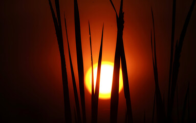 Silhouette of tall grass against a vibrant orange sunset