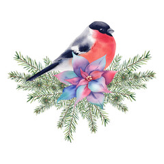 Bullfinch on a pine branch. Watercolor winter hand-painted illustration. A set of birds and a fir branch on a white background. New Year's composition for festive decor. Forest illustration