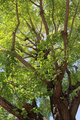 Look up at old tree of gingko biloba with lush green leaves in summer background. Bright foliage of gingko biloba with sunlight in natural forest.