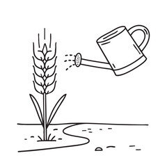 A wheat stalk near a watering can placed on a dirt path