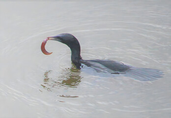Cormorant bird swimming in water with prey in its beak