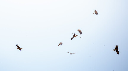 Eagle in flight on a white background. Golden eagle in free flight.