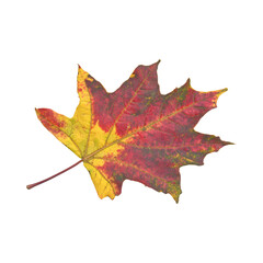 Vibrant autumn maple leaf isolated on white background 2.