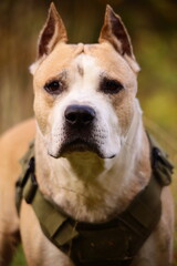 Close-up view of a dog wearing a harness, perfect for outdoor activities or pet photography
