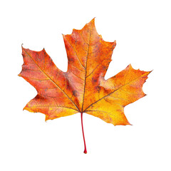 Vibrant Autumn Maple Leaf Isolated on White Background.