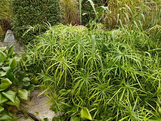 The Japanese Garden in Krasnodar