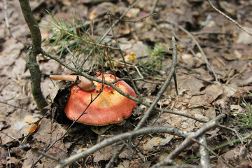 Red white mushroom is edible in the forest