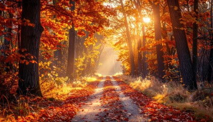 Fototapeta premium Autumn Forest Path with Golden Sunlight Bursting Through Trees and Scattered Fallen Orange Leaves Blanketing the Road Natural Beauty Landscape Photo