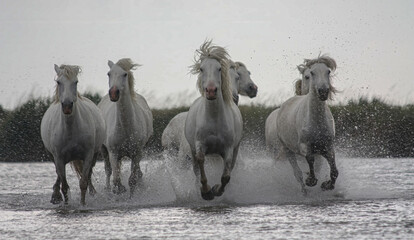 group of horses © Raphael