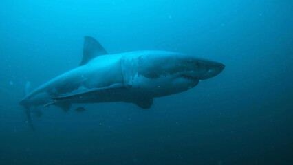 great white shark