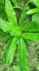 nettle in the garden