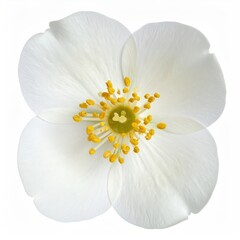 Delicate white flower with yellow center, petals open