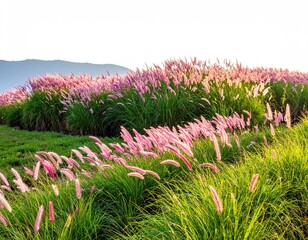 Grasses, pink plumes, lush meadow. Green hill backdrop