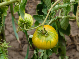Two Ripening Green and Yellow Tomatoes on Vine