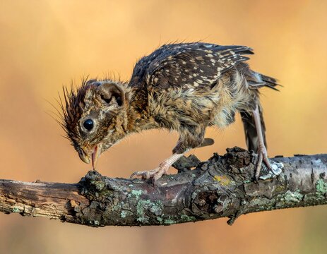 close up of a little bird