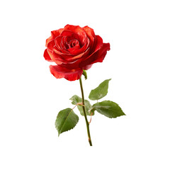 A single vibrant red rose with green leaves and stem isolated on transparent background