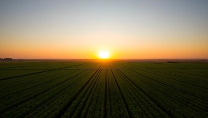 Rising Sun Over Fields of Longevity