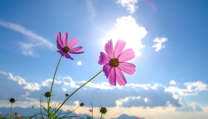 Two vibrant pink cosmos flowers reach toward the bright sun against a brilliant blue sky with scattered clouds, creating a sense of hope and natural beauty.